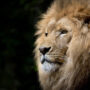 Vstali bodo namreč lažni kristusi in lažni preroki in bodo delali velika znamenja in čudeže, tako da bi zavedli celo izvoljene, če bo mogoče. bg_lion
